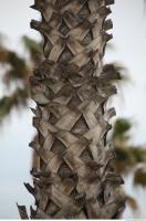 photo texture of palm bark 0020